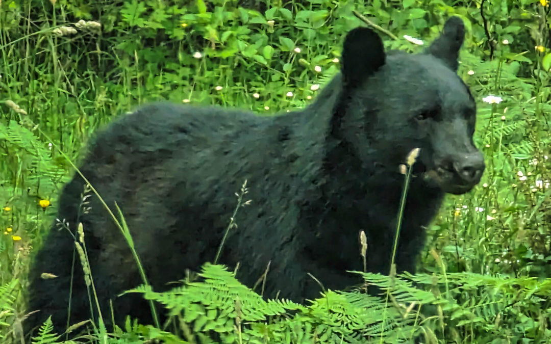 Lunch Visitor - Our son was out cooking lunchtime salmon on his Traeger when he spotted this guy about 40-50 feet away. We didn't share.