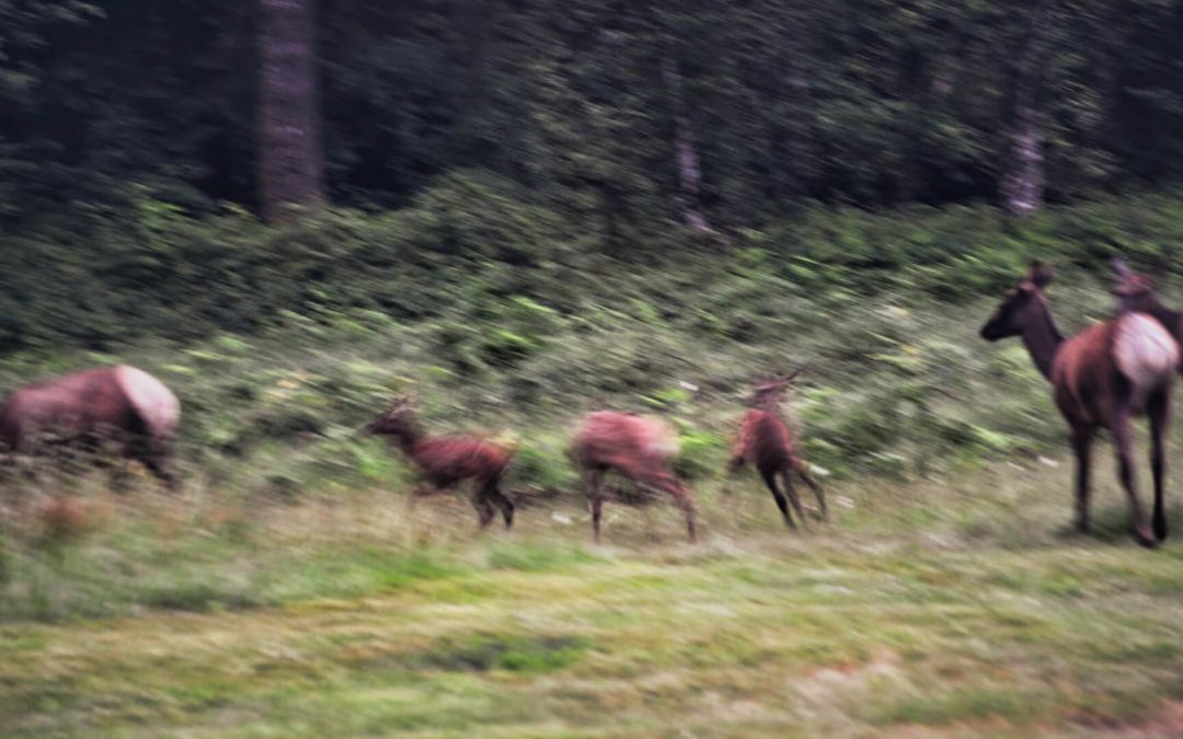 Frisky Morning Visitors - These three newborns acted more like goats than elk during their early morning visit. Never tire of watching them.