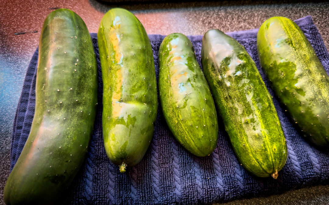 Cuke Summer - Cucumber plants love the greenhouse.