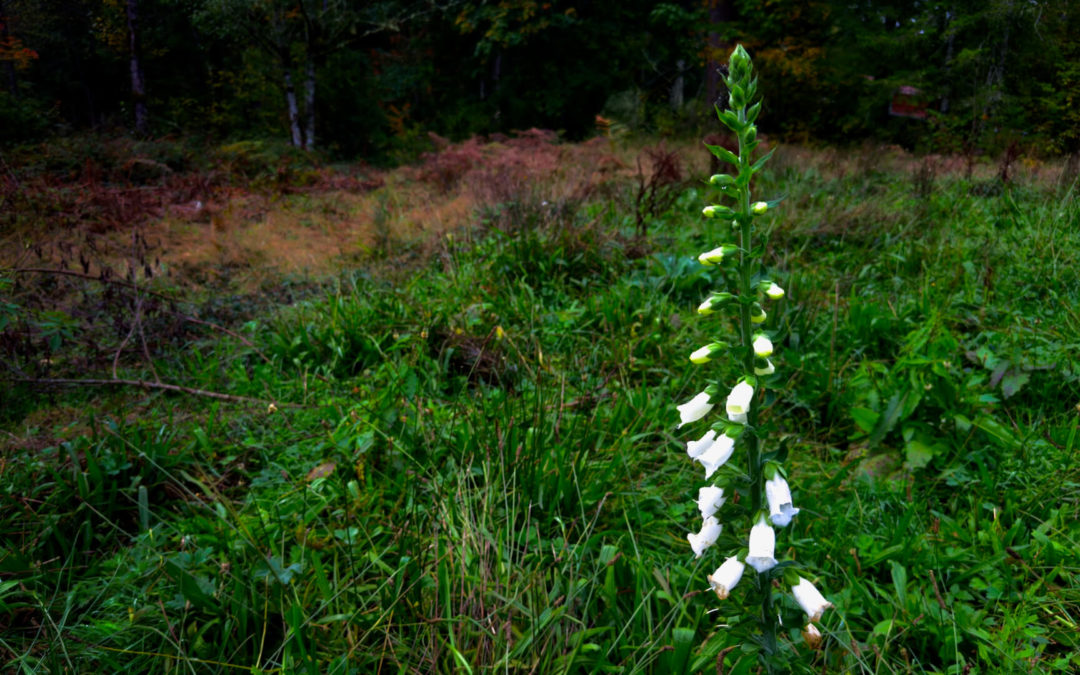 Foxglove In October? - The Orchard Compound is covered with foxglove during spring and early to mid-summer. But this one decided to march to its own drummer.