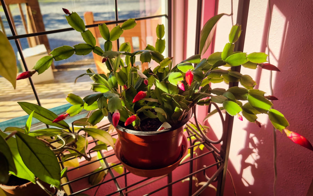 Christmas Cactus Blooms!