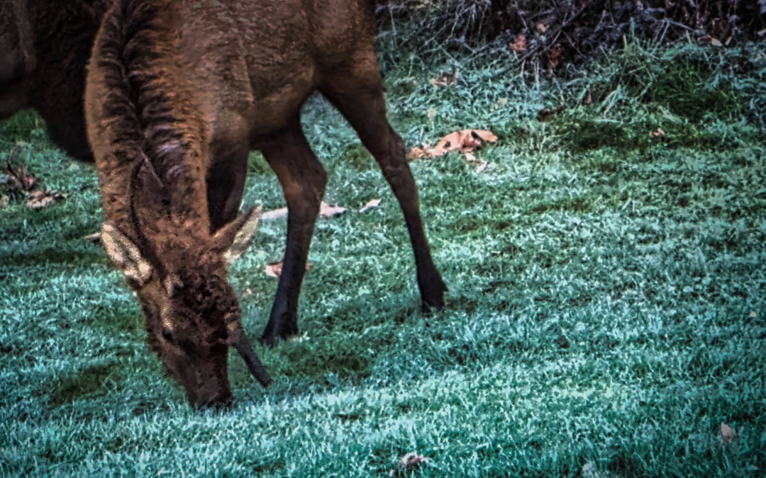 Errant Antler - A dozen or so elk, all wearing their fuzzy, winter coats, visited us on this frosty morning. One of the two young bulls was sporting an antler growing in the wrong direction. Hope it grows back properly this spring.