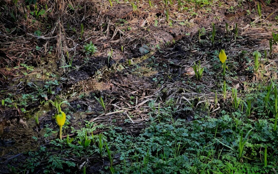 First Skunk Cabbage - Other than the first warm weekend of the year, if you need another reason to smile here in the Pacific Northwest it's the first sighting of skunk cabbage here in Hobart. Feels good.