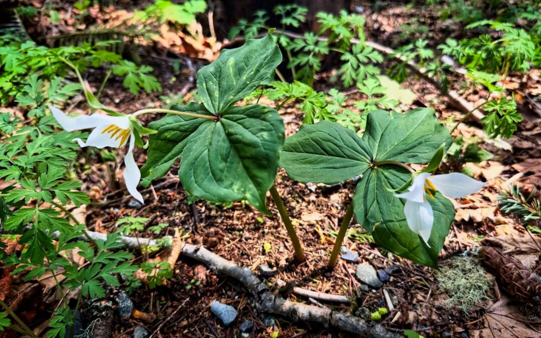 Tremendous Trillium - King County sent our one of their awesome brush hogs on our road this spring. They really cut back the foliage. Today on our walk we spotted a bunch of trillium. Apparently, all the cutting of brush resulted in a bumper crop this spring. We normally see one or two. This year, many. Quick trillium trivia: one of the alternate names for the plant is toadshade. LOVE that!