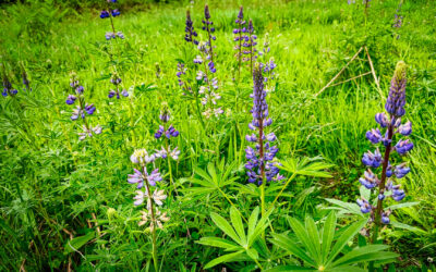 Lovely Lupin