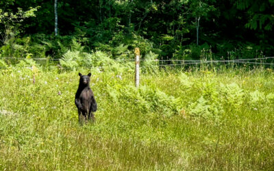 Bearish On The 4th