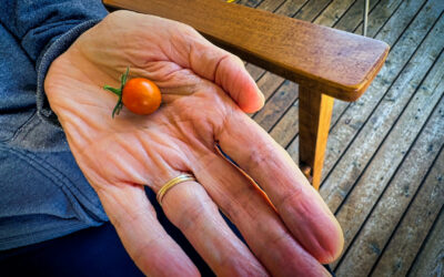 First Tomato