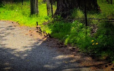Duck, Duck, Go