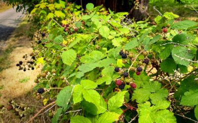 Blackberry Season Begins