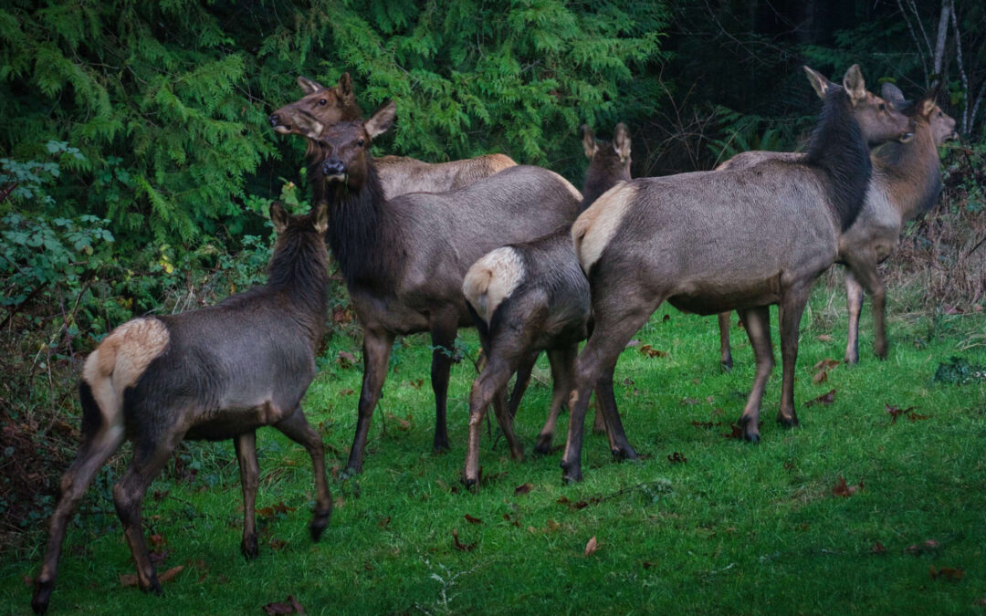 Some Friends Stopped By - These critters and around 30+ of their friends wandered through. After more than 40 years they still fascinate us. Wonder what they think of us?