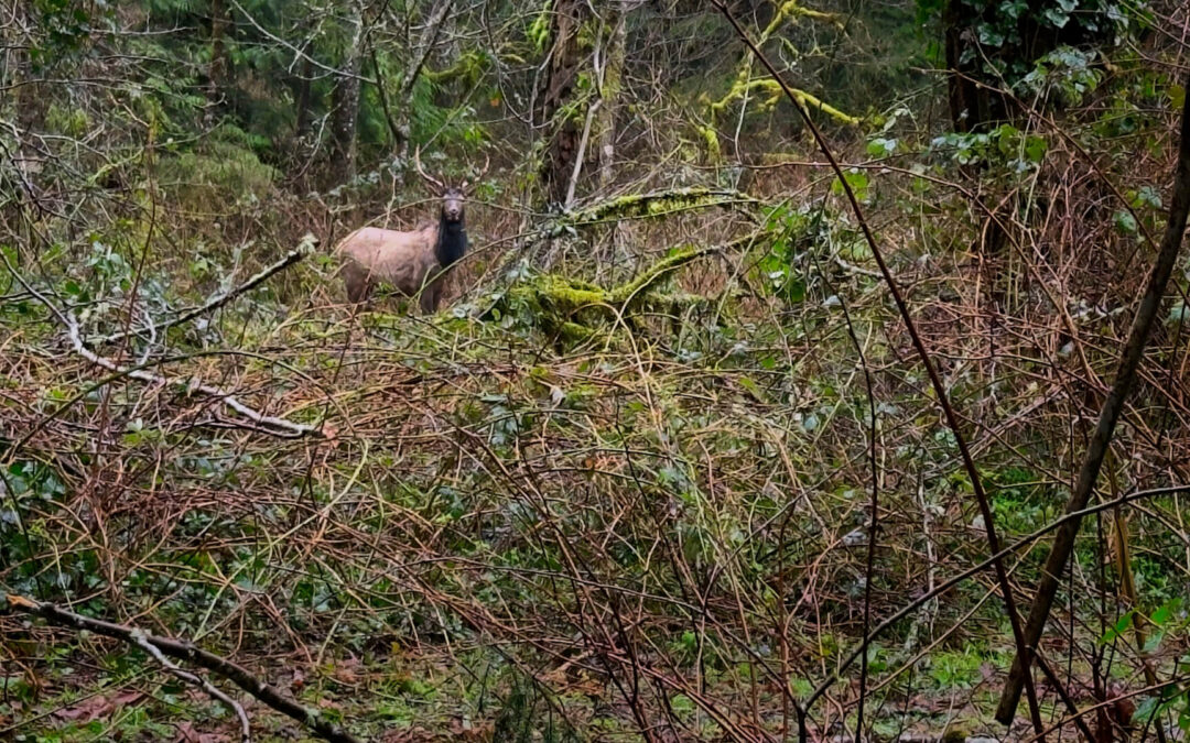 Bull In The Woods - Spotted this guy in the watershed at the end of our road on my walk today. Hasn’t dropped his rack yet and his winter coat is still shaggy. That will all change soon.