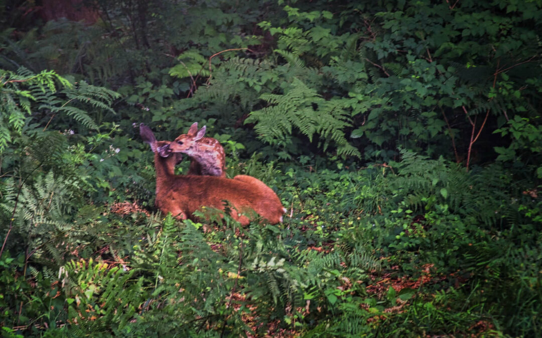 Our Newest Neighbor - Mom decided to rest outside our living room window.