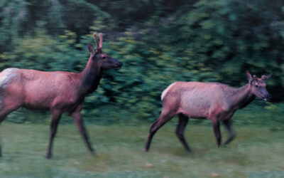 Fuzzy Antler Time