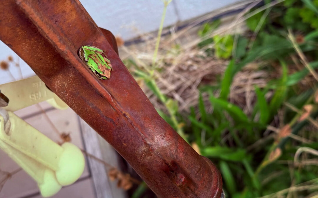 Tiny Garden Companion