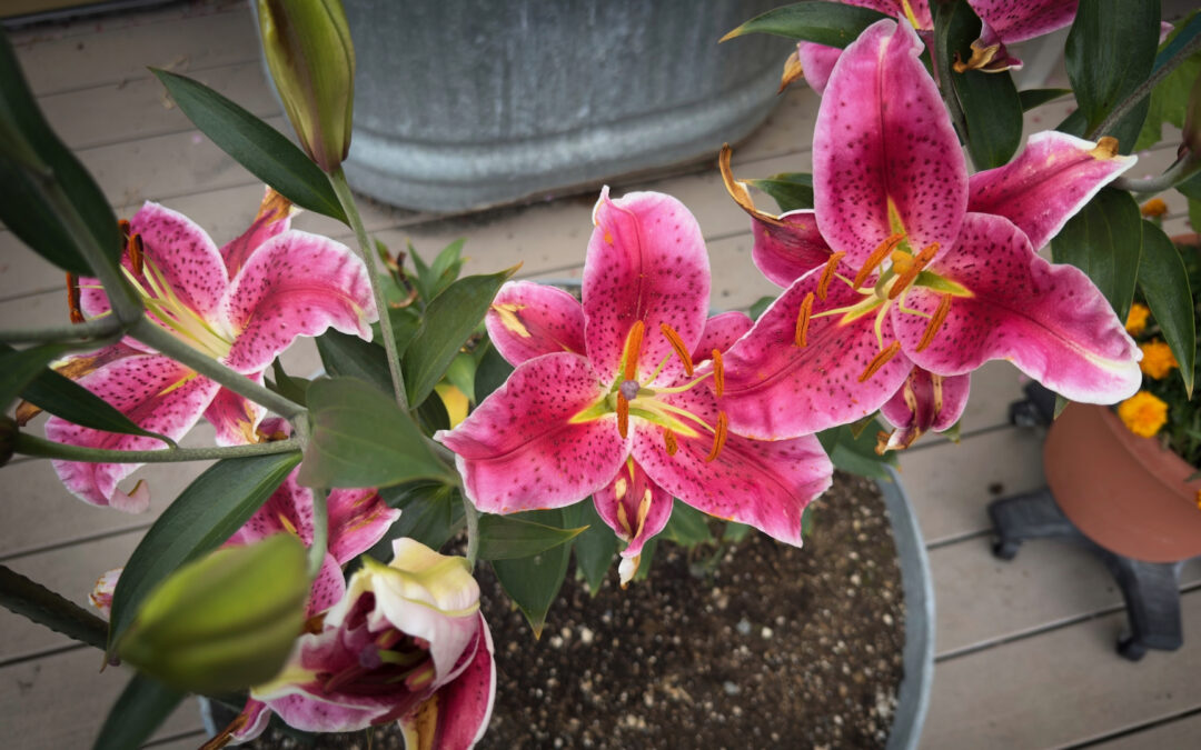 Tiger Lily Time